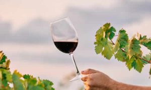 Vinos de Mendoza Conoce los Mejores Vinos