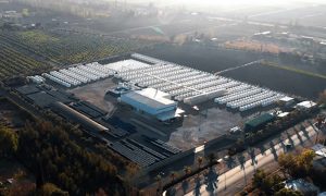 Agroisme Excelencia en la Producción de Aceitunas