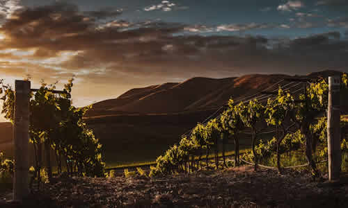 Tudo Sobre a Cultura do Vinho em Mendoza O Que Você Precisa Saber