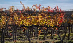 Vinícolas e Paisagens A Beleza Natural de Mendoza